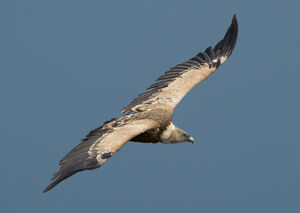 Griffon Vulture