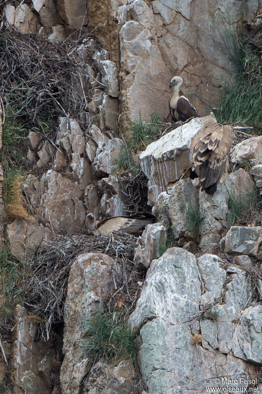 Griffon Vulture, Reproduction-nesting, colonial reprod.