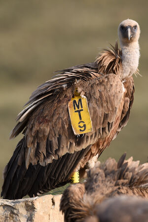 Griffon Vulture