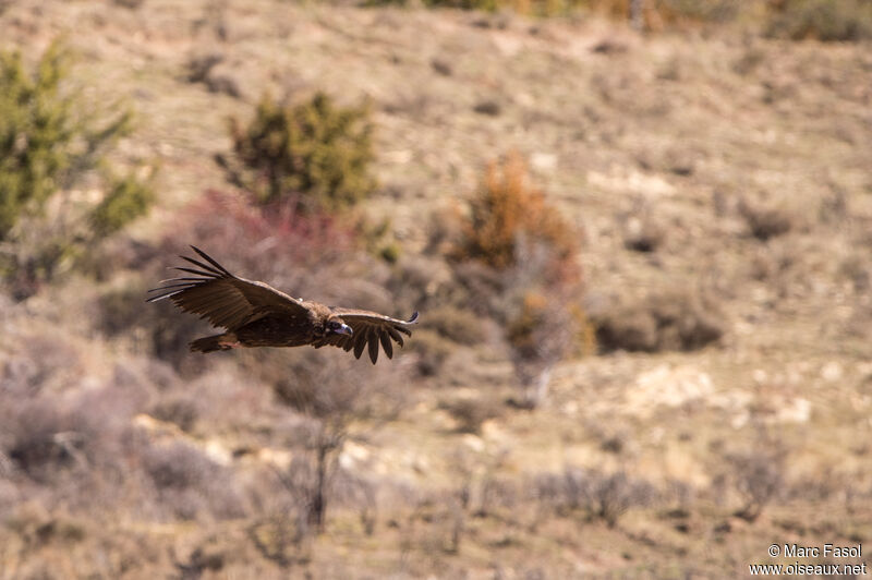 Cinereous Vultureimmature, Flight