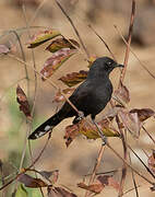 Black Scrub Robin