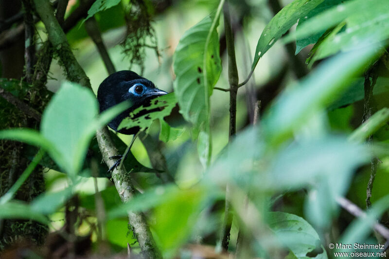Blue-lored Antbird