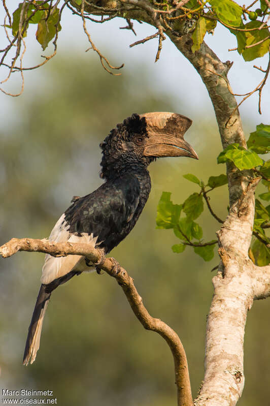 Black-and-white-casqued Hornbill male adult, identification