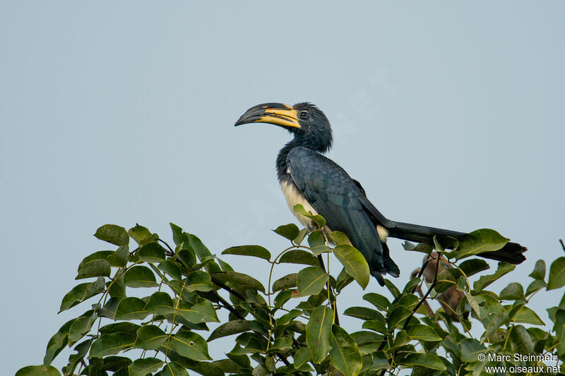 West African Pied Hornbill