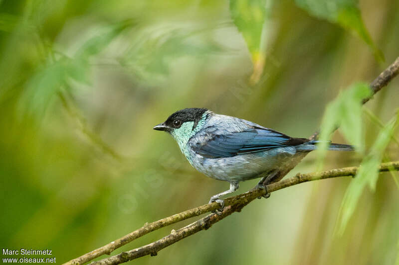 Black-capped Tanageradult, identification
