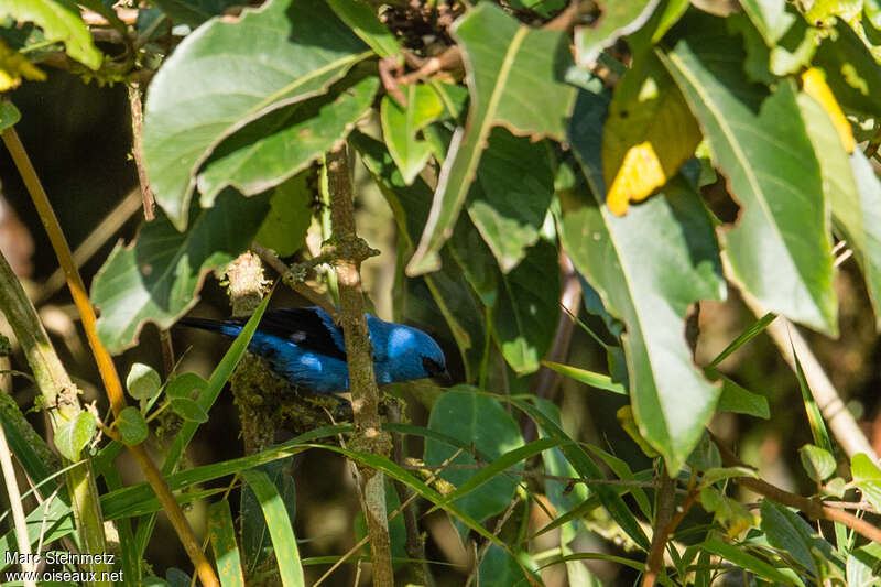Blue-and-black Tanageradult, habitat, camouflage, pigmentation