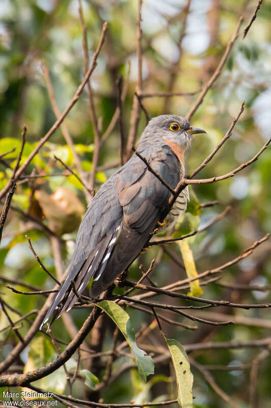 Red-chested Cuckooadult, moulting