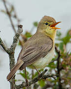 Melodious Warbler
