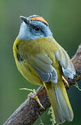 Russet-crowned Warbler