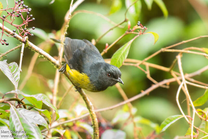 Black-and-yellow Phainoptila male immature, habitat, pigmentation