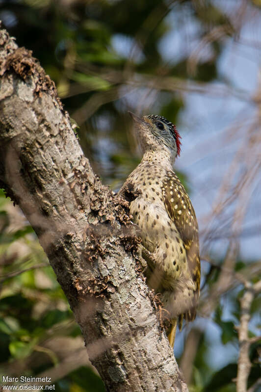 Green-backed Woodpecker female adult