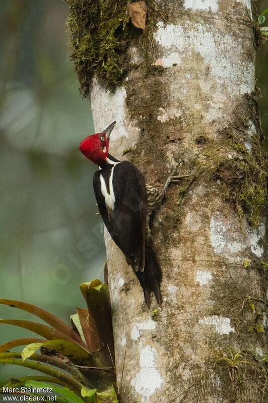 Guayaquil Woodpecker male adult, aspect