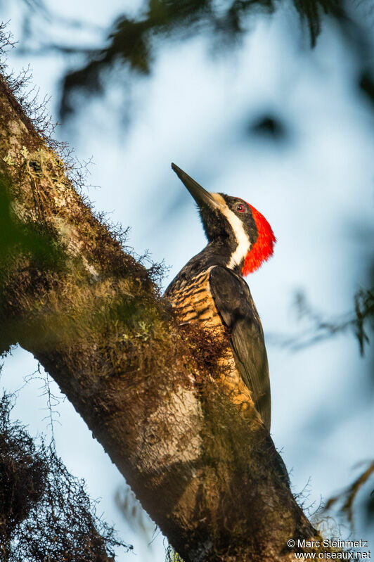 Powerful Woodpecker male adult, close-up portrait