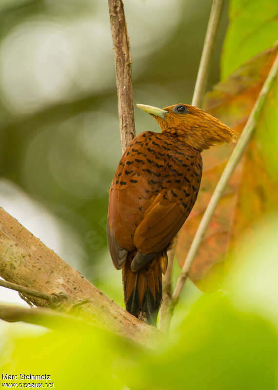 Chestnut-colored Woodpecker female adult