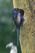 Narrow-tailed Starling