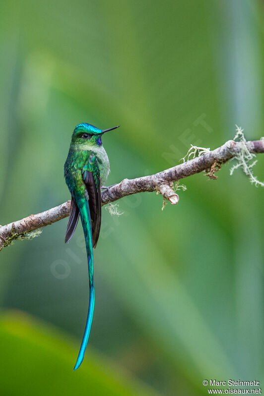 Long-tailed Sylph male adult