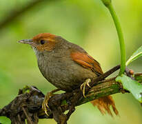 Red-faced Spinetail