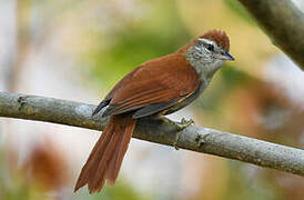 Rusty-backed Spinetail