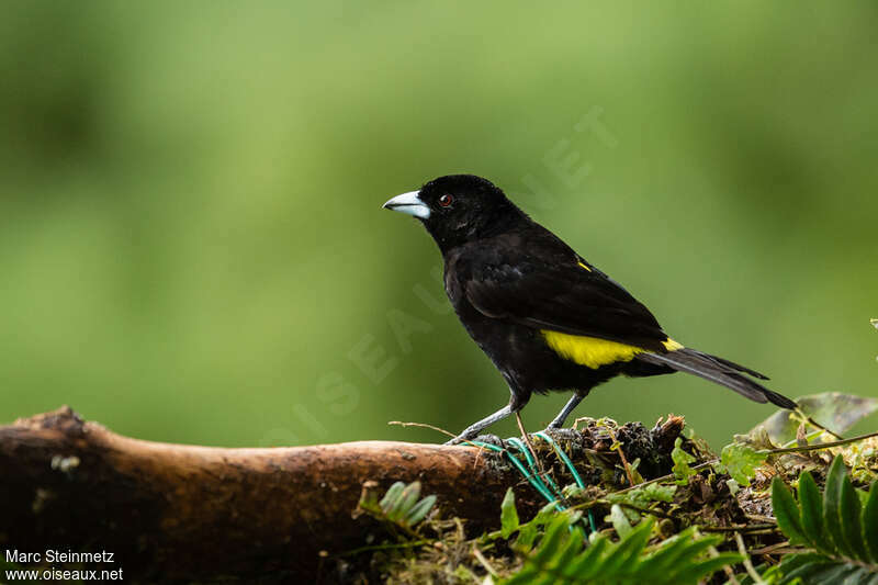 Lemon-rumped Tanager male adult, identification