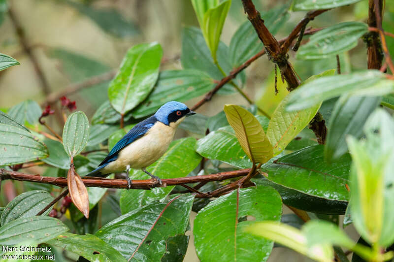 Fawn-breasted Tanager male adult, identification
