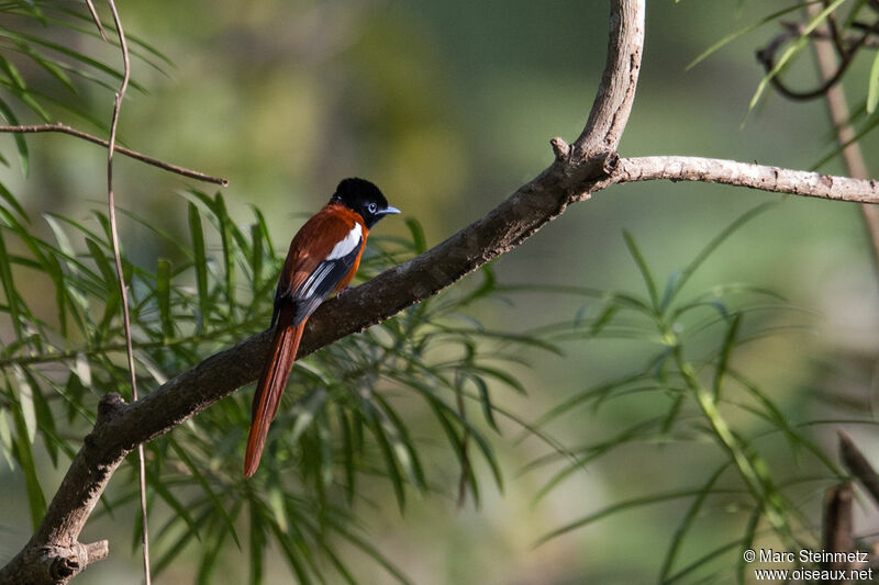 Red-bellied Paradise Flycatcher