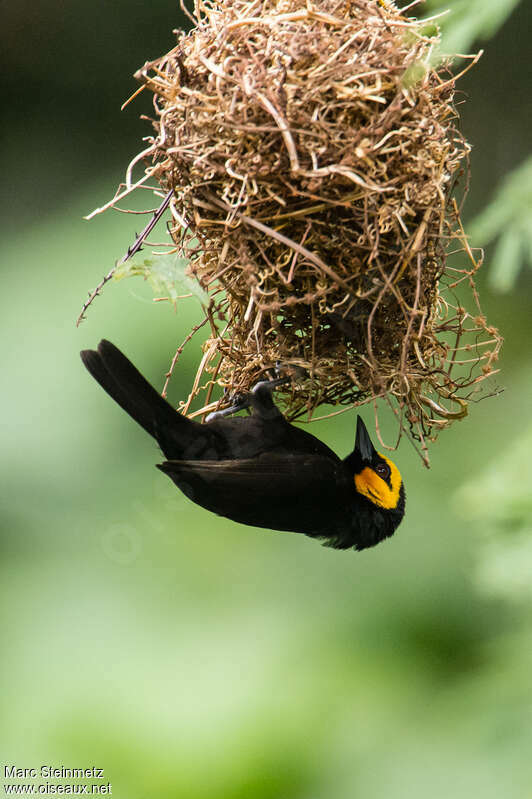 Black-billed Weaver male adult breeding, Reproduction-nesting