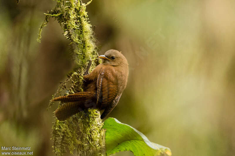 Sepia-brown Wren