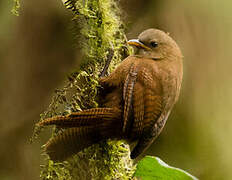 Sepia-brown Wren