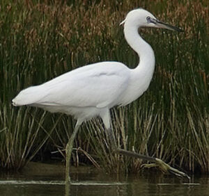 Little Egret 
&copy; Marcel Van der Tol