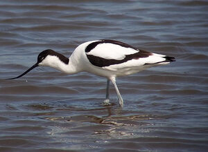 Pied Avocet 
&copy; Marcel Van der Tol