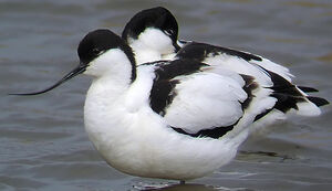 Pied Avocet 
&copy; Marcel Van der Tol