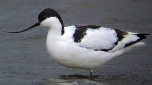 Pied Avocet 
&copy; Marcel Van der Tol