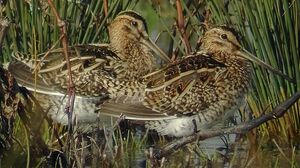Common Snipe 
&copy; Marcel Van der Tol