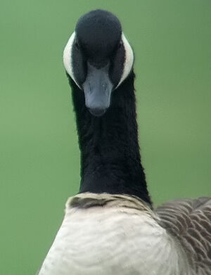 Canada Goose 
&copy; Marcel Van der Tol