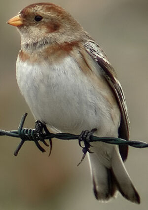 Snow Bunting 
&copy; Marcel Van der Tol
