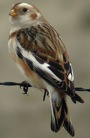 Snow Bunting 
&copy; Marcel Van der Tol