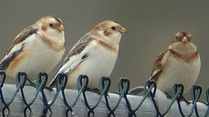 Snow Bunting 
&copy; Marcel Van der Tol