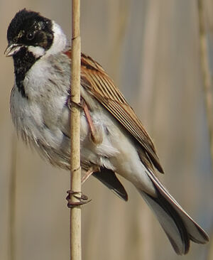 Common Reed Bunting 
&copy; Marcel Van der Tol