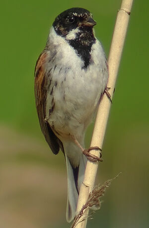 Common Reed Bunting 
&copy; Marcel Van der Tol