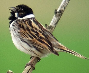 Common Reed Bunting 
&copy; Marcel Van der Tol