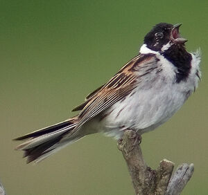 Common Reed Bunting 
&copy; Marcel Van der Tol
