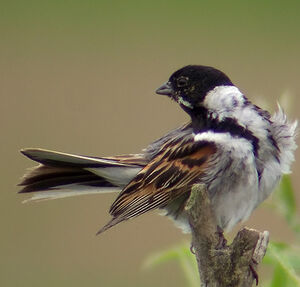 Common Reed Bunting 
&copy; Marcel Van der Tol