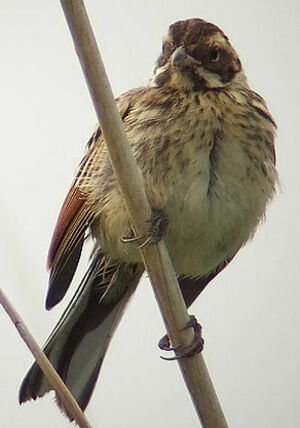 Common Reed Bunting 
&copy; Marcel Van der Tol