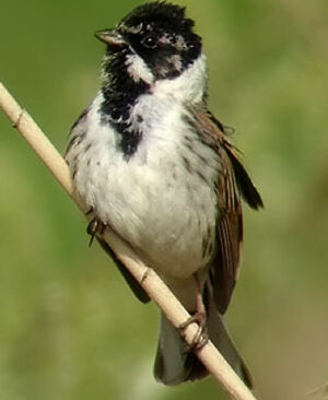 Common Reed Bunting 
&copy; Marcel Van der Tol