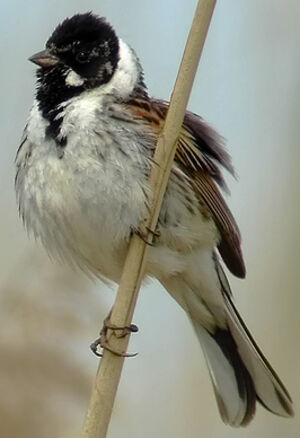 Common Reed Bunting 
&copy; Marcel Van der Tol