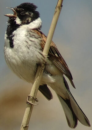 Common Reed Bunting 
&copy; Marcel Van der Tol