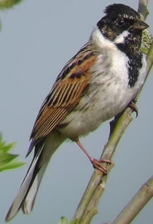 Common Reed Bunting 
&copy; Marcel Van der Tol