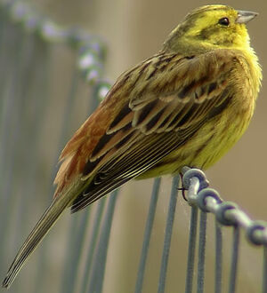 Bruant jaune