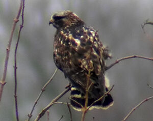 Rough-legged Buzzard 
&copy; Marcel Van der Tol