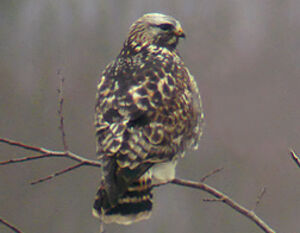 Rough-legged Buzzard 
&copy; Marcel Van der Tol